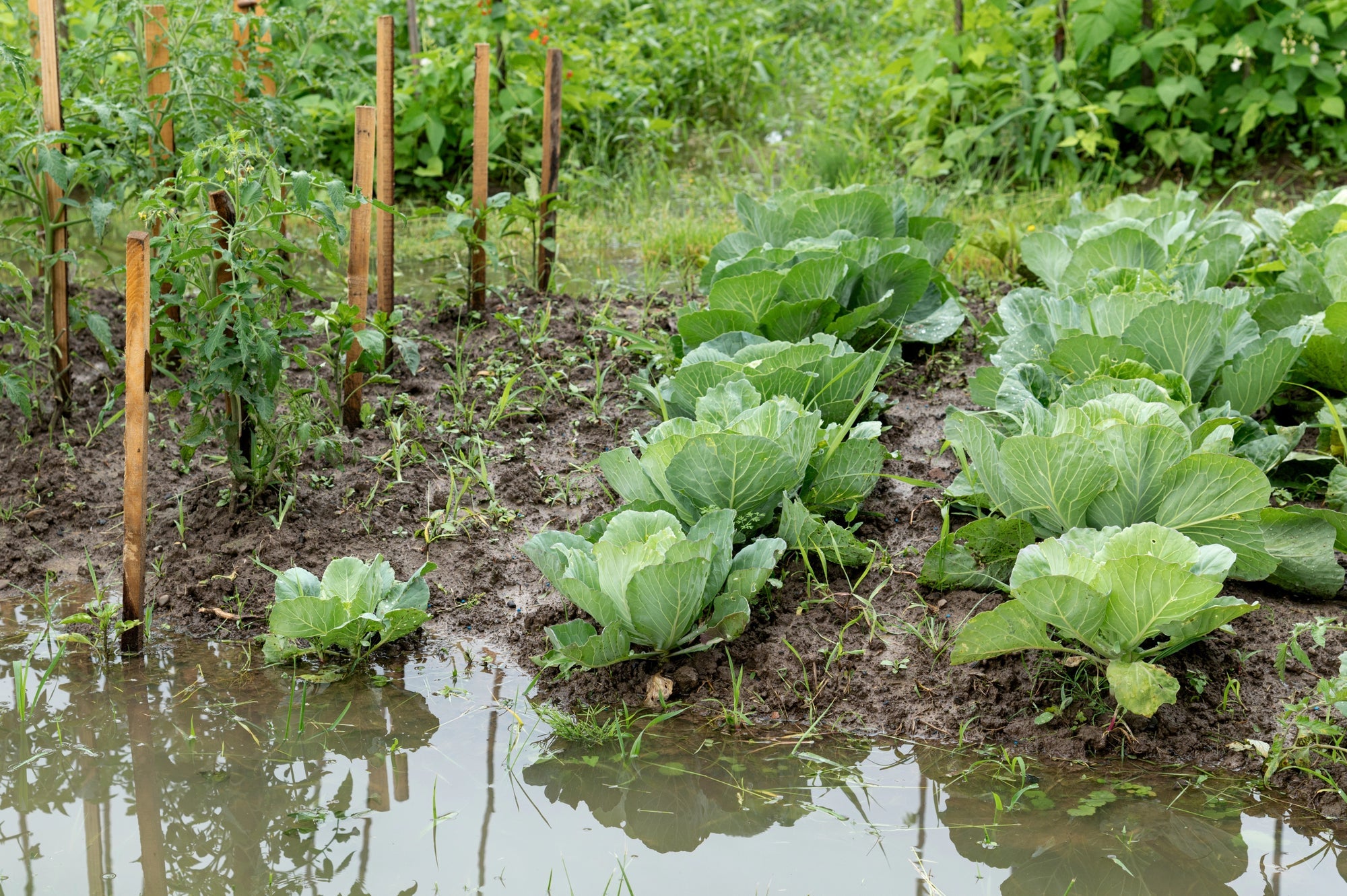 Staunsse vermeiden: Tipps fr Drainage zum Schutz deiner Pflanzen im Garten
