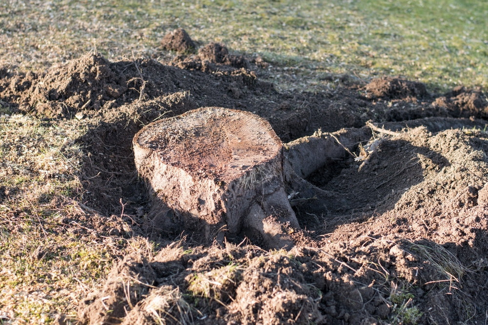 Baumstumpf entfernen – 5 Methoden im Überblick, Kosten &amp; Tipps zum Umgang mit Baumwurzeln