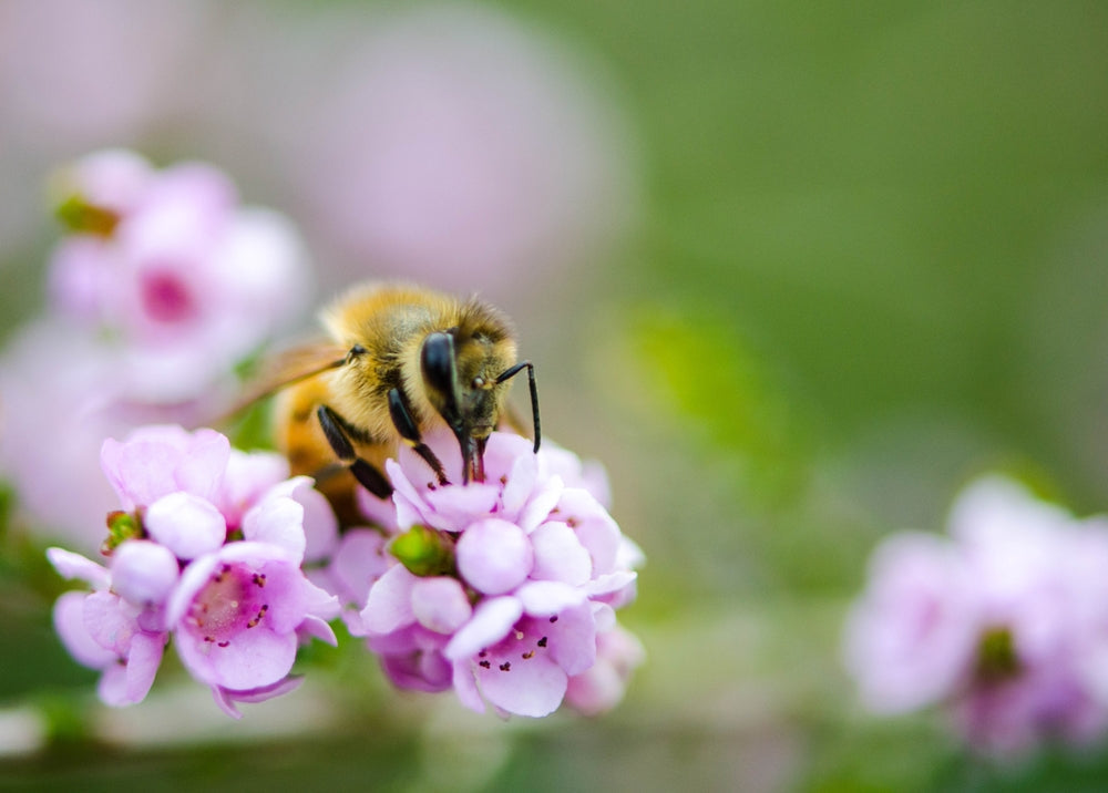 Bienenfreundliche Pflanzen
