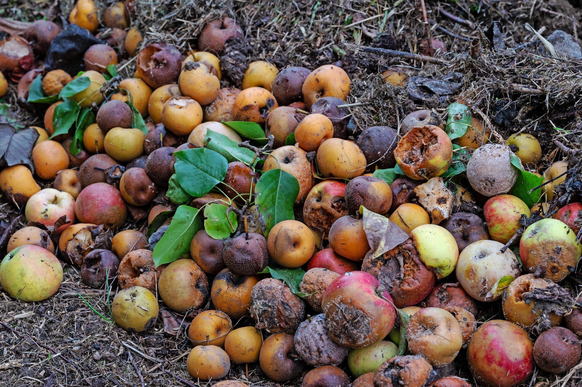 Fallobst im Garten: aufsammeln, liegen lassen oder entsorgen?