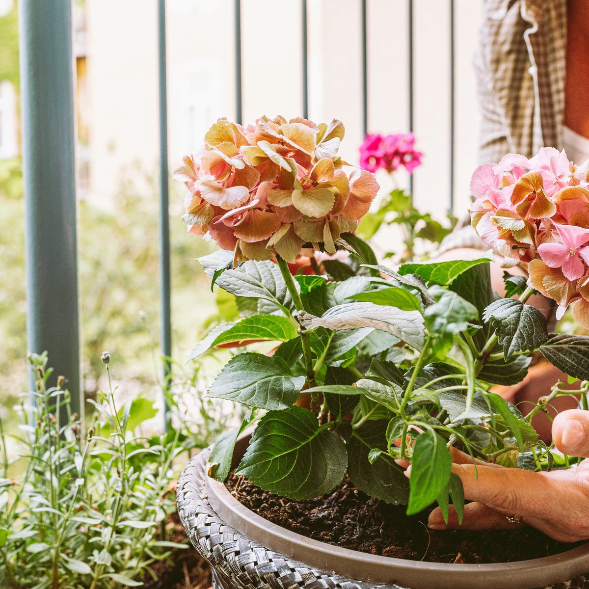Blumenkasten bepflanzen: Balkonksten richtig gestalten und pflegen
