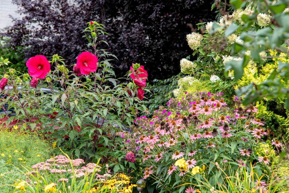 Immerblühendes Beet anlegen: Dein ganzjährig blühendes Blumenbeet