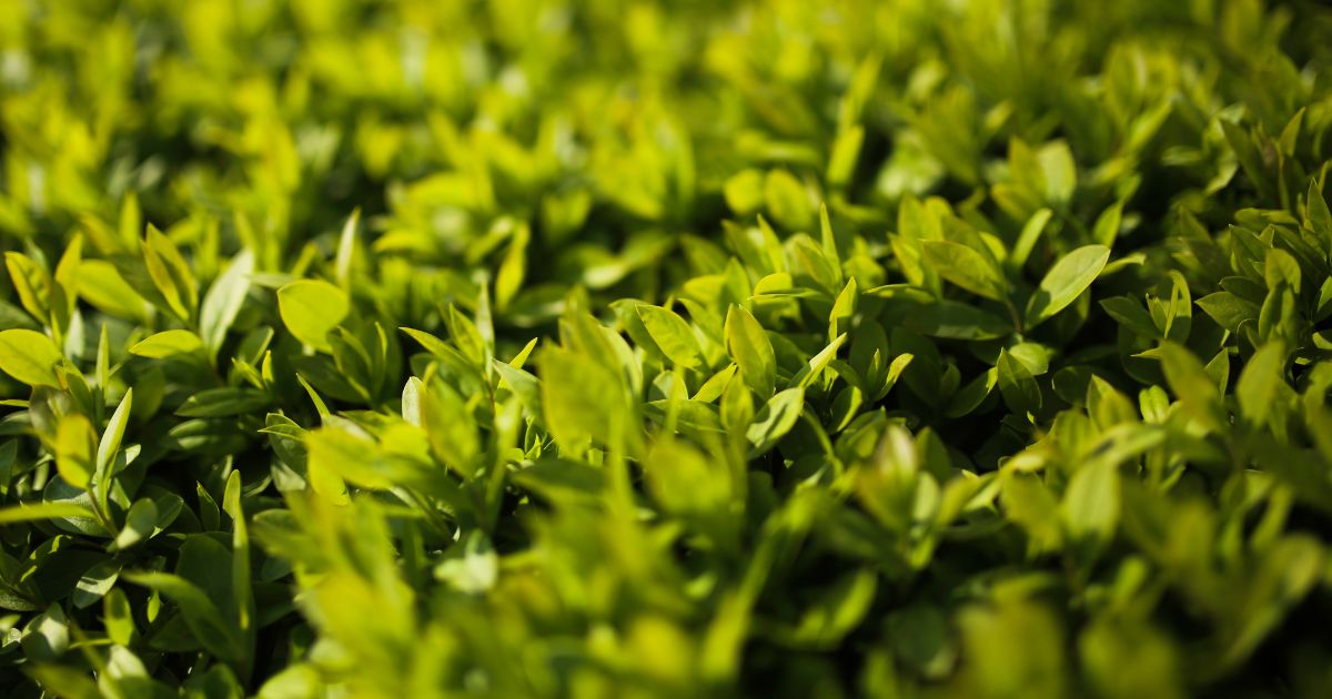 philodendron majesty Philodendron Majesty – PlantsandTrees.com