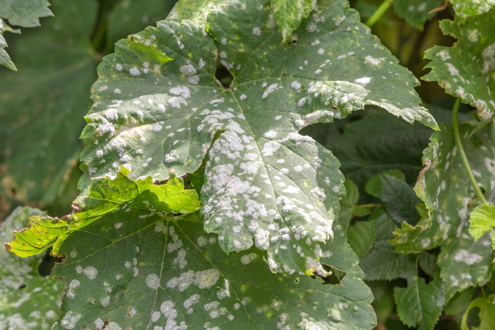 Mehltau erkennen und bekämpfen: Echter und falscher Mehltau im Garten