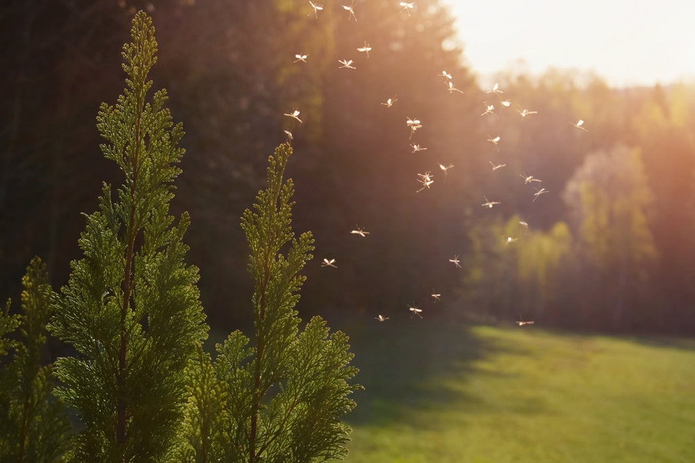 Mückenplage im Garten bekämpfen – So kannst du Stechmücken vertreiben, fernhalten &amp; vorbeugen