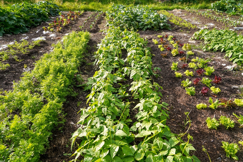 Permakultur im Garten anlegen – nachhaltig gärtnern im eigenen Garten