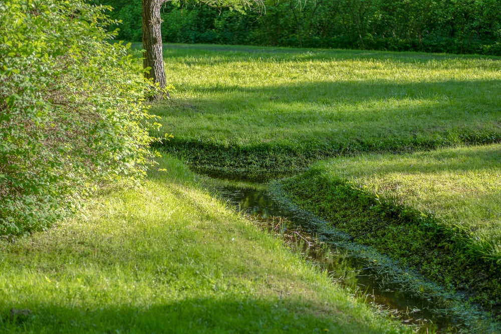 Regengarten anlegen gestalten – Schritt-für-Schritt zur perfekten Gestaltung eines Regengartens