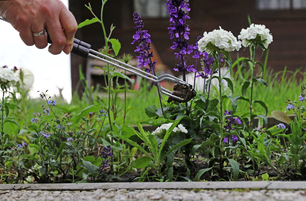 Schnecken bekämpfen im Garten – Effektive Methoden gegen Nacktschnecken und andere Schädlinge