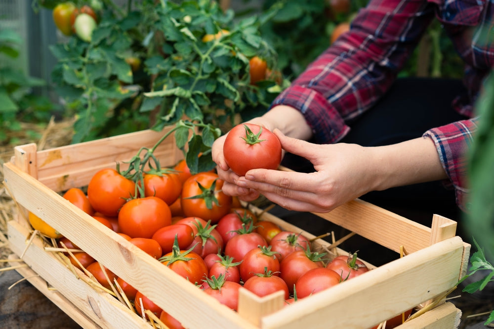 Tomaten anbauen