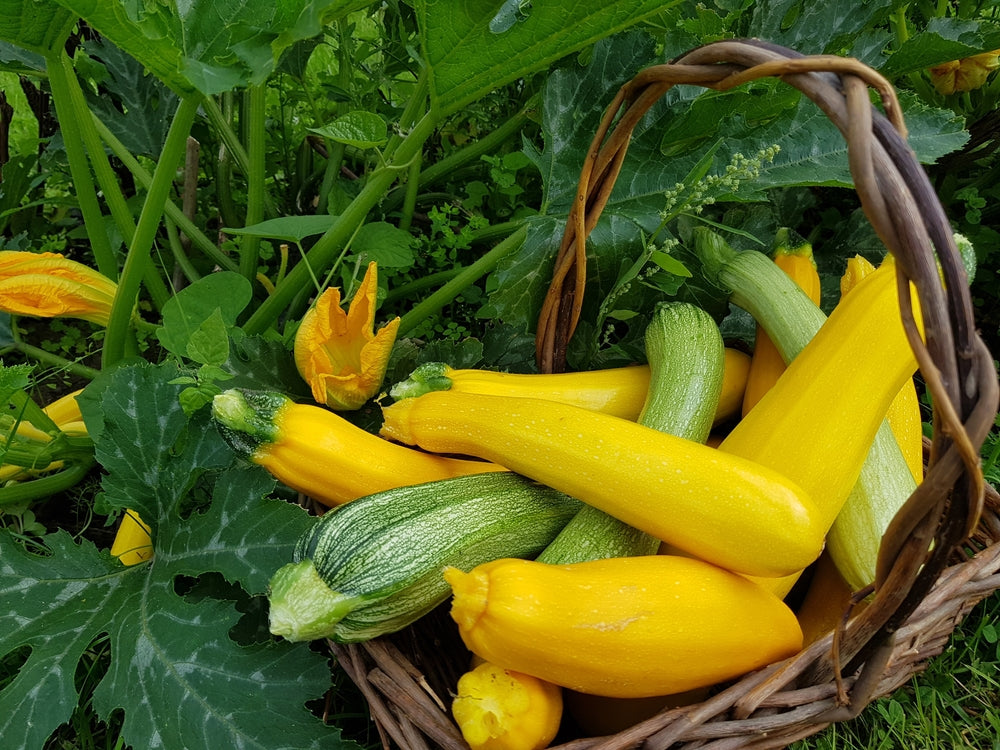 Zucchini pflanzen Titelbild