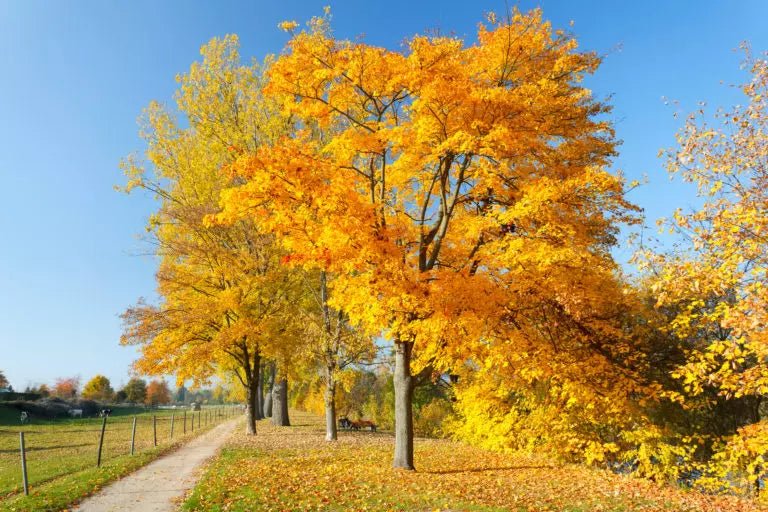 Canva-Colorful-Autumn-768x512-499936.webp